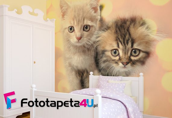 Ciekawskie-kotki-dla-milusinskich-fototapety-fototapety-do-pokoju-dziecka-32776025-f4u