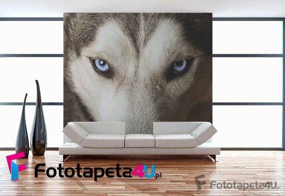 Dziki-wzrok-dodaje-scianie-pazura-fototapety-fototapety-do-salonu-20504751-f4u