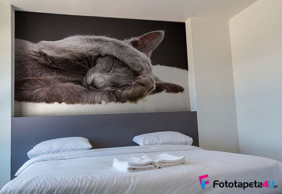 Kocie-harce-czy-drzemka-fototapety-fototapety-do-sypialni-51852322-f4u