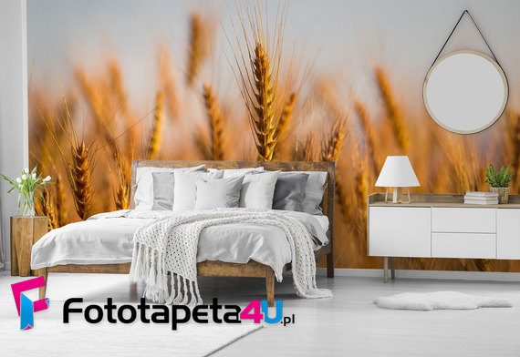 Polezec-w-zbozu-i-pomarzyc-fototapety-motywy-roslinne-177899317-f4u